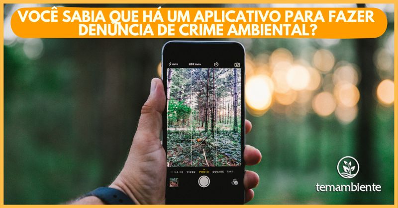 Você sabia que há um aplicativo para fazer denúncia de crime ambiental?